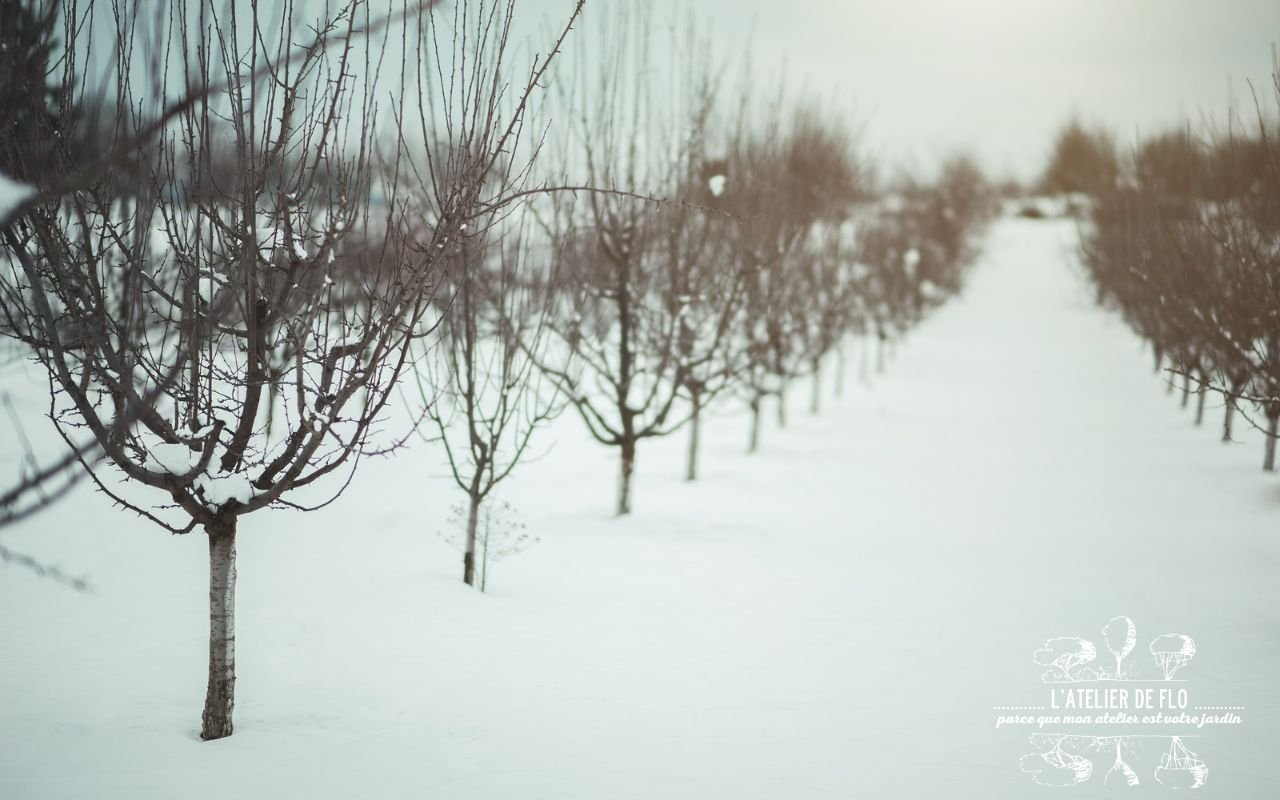 Protéger les arbres fruitiers des gelées tardives
