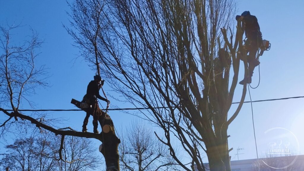 Élagage d'un arbre à Rouen par l'Atelier de Flo