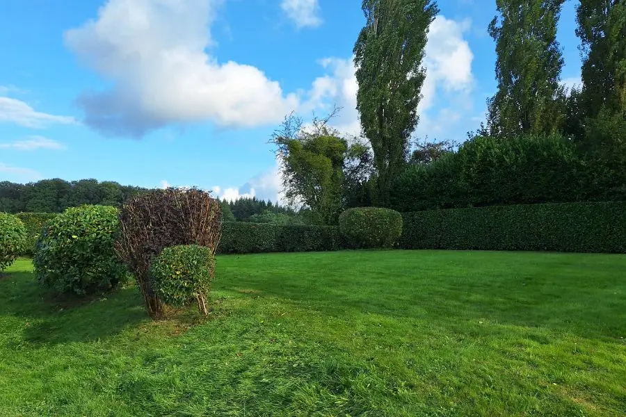 Quand tailler ses haies : taille de fin d'été