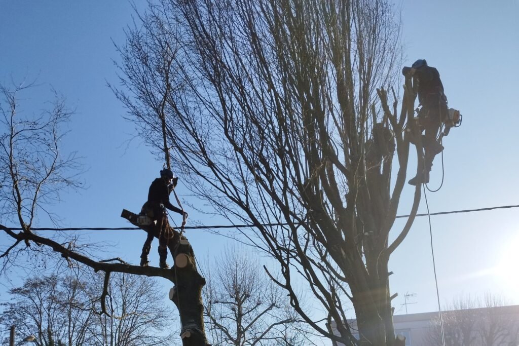 Élagage d'un grand arbre par un paysagiste Mont-Saint-Aignan
