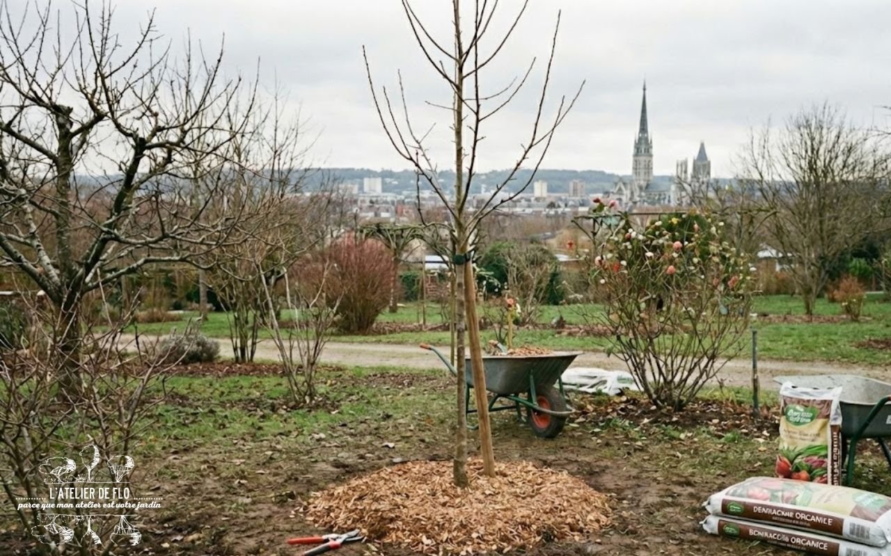 Paysagiste à Rouen : Les priorités techniques et agronomiques au jardin en Février