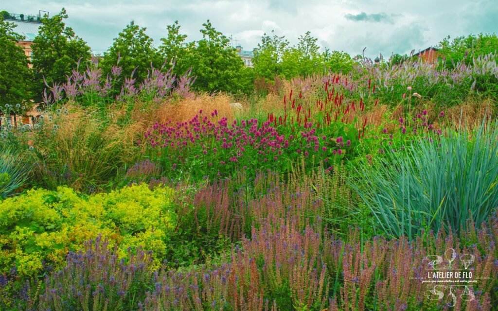 Vivaces pour un jardin sans arrosage en Normandie