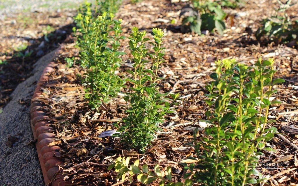 Plantation d'une haie mélangée par un paysagiste Bois-Guillaume